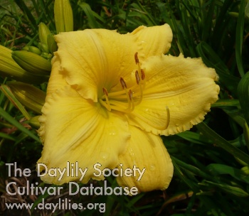 Daylily Discus